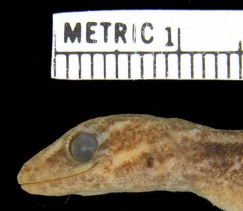 Media type: image;   Herpetology R-79200